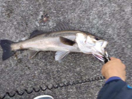 シーバス　朝練３匹