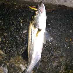 バチ抜け is HOT!