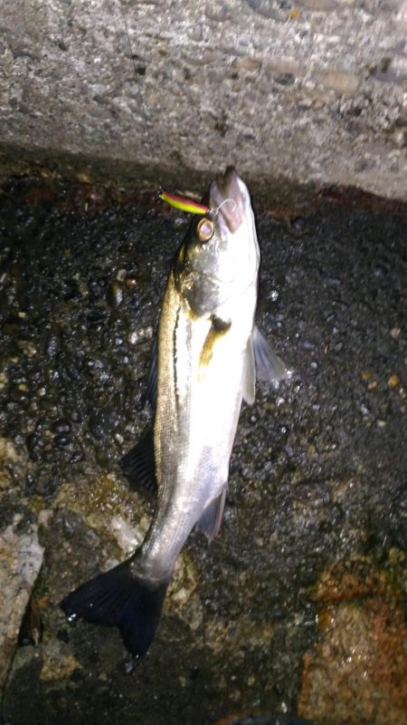 バチ抜け is HOT!