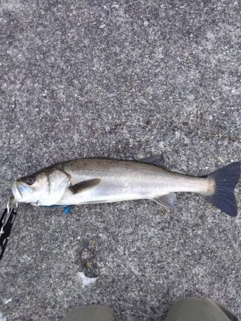 朝練シーバス単発