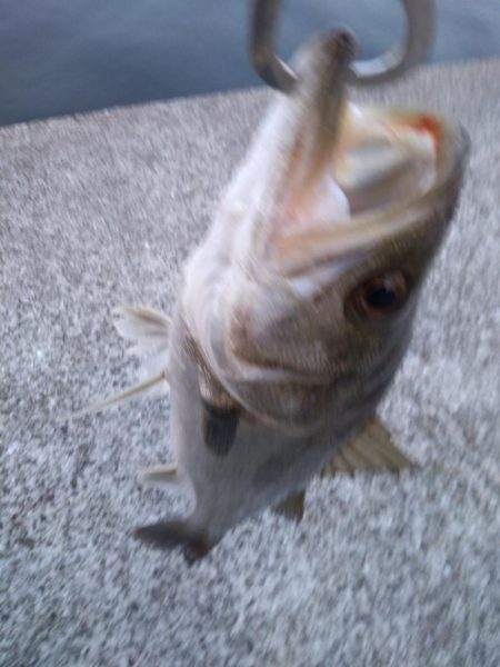 シーバス　朝練　バラシのち単発