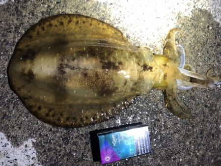 アオリイカ釣行カサゴやウツボも