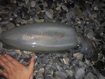 アオリイカ、キビレ、モンゴウイカなど