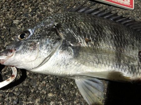 ライトゲームでキビレ、シーバス、カサゴなど…