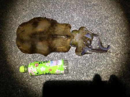 大潮前夜アオリイカ連発！