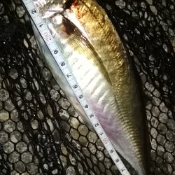 強風荒波良型アジ