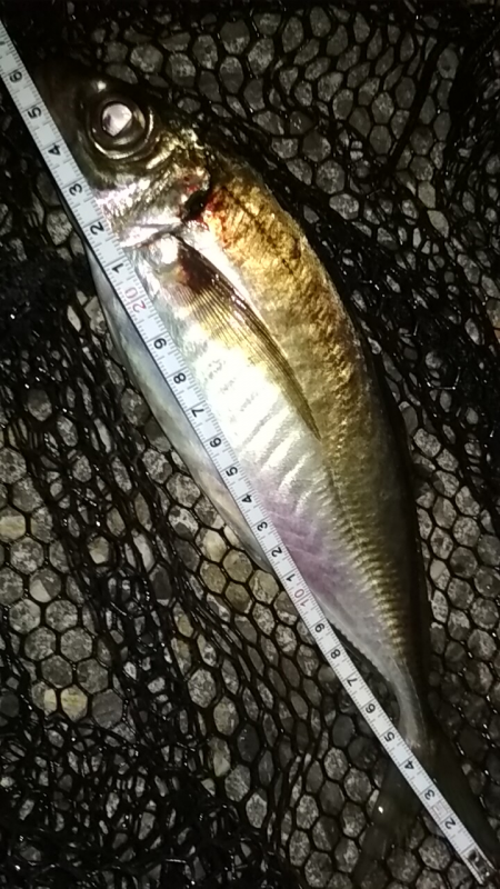 強風荒波良型アジ