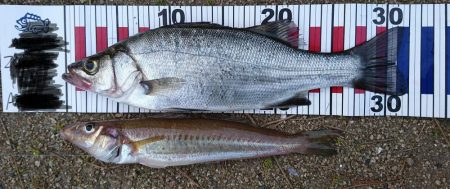 チーバスとデカキスと(^O^)