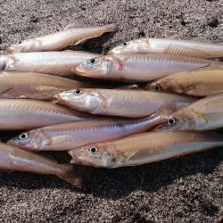 キス釣りスタート 静岡県 浜名湖東部 今切口周辺 投げ釣り キス 陸っぱり 釣り 魚釣り 釣果情報サイト カンパリ