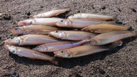 キス釣りスタート