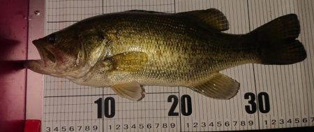 2019.5.12 養老 五三川 パワーフ…