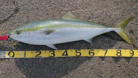 久々の大型ブリ捕獲成功♪