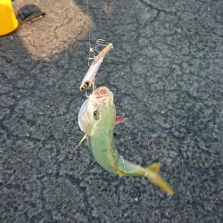 かわいい青物たち