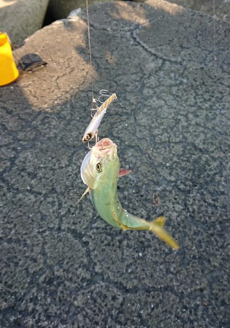 かわいい青物たち