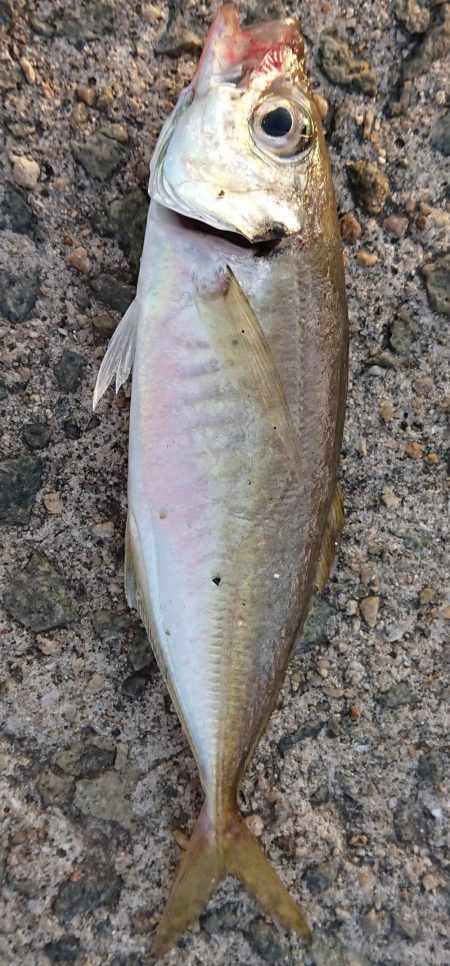 アジングかな？シーバス来ない…