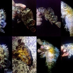 ちびっこばかりかと思ったら尺上のタケノコ