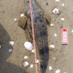 鈴鹿サーフでマゴチ釣り