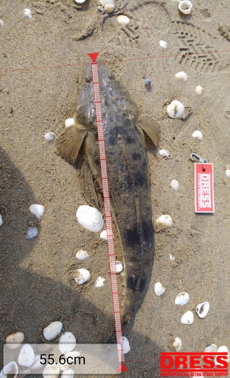 鈴鹿サーフでマゴチ釣り