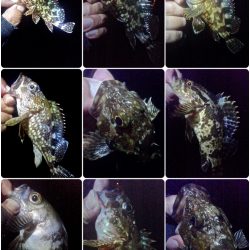 オキソメバルがパタパタと