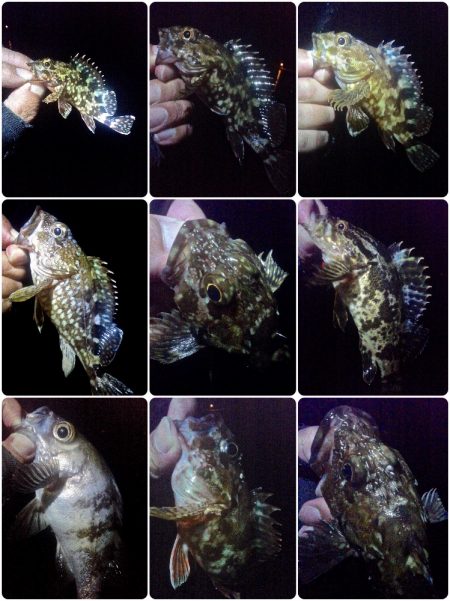 オキソメバルがパタパタと