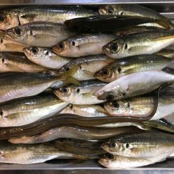 脂乗ってプリプリ、泉南の戻りアジ！