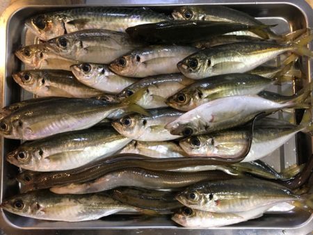 脂乗ってプリプリ、泉南の戻りアジ！