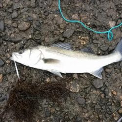 奇跡?的に釣り上げれた