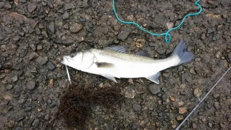 奇跡?的に釣り上げれた