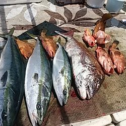 大物釣果速報!●光義丸:平戸市早福港