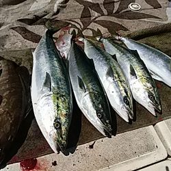 大物釣果速報！●光義丸：平戸市早福港