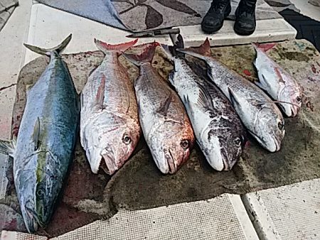 大物釣果速報！●光義丸：平戸市早福港