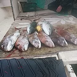 大物釣果速報！●光義丸：平戸市早福港