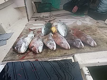 大物釣果速報！●光義丸：平戸市早福港