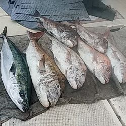 大物釣果速報！●光義丸：平戸市早福港