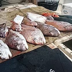 大物釣果速報！●光義丸：平戸市早福港