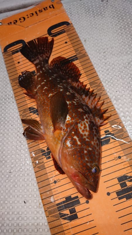 ロックフィッシショート便