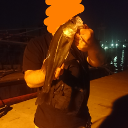 ライトシーバス