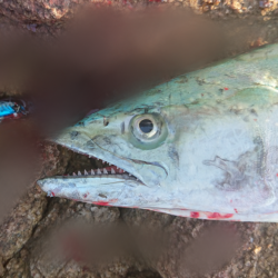 魚へんに春が、来たぁ～！