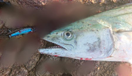 魚へんに春が、来たぁ～！