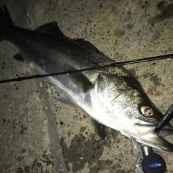 ショートバイト対策で