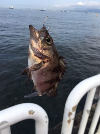 海釣り公園2日目