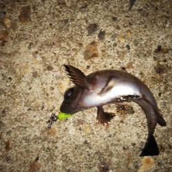 まだメバリング