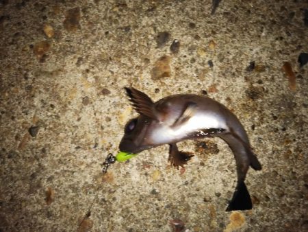 まだメバリング