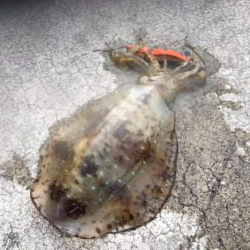 春イカを狙いに遠くからエギングに、キロアップのアオリイカは釣れたけど