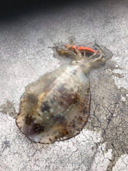 春イカを狙いに遠くからエギングに、キロアップのアオリイカは釣れたけど