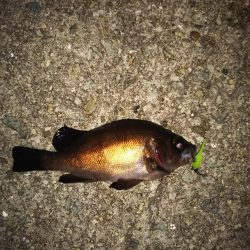 連投ライトゲーム