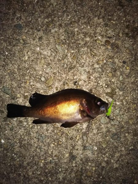 連投ライトゲーム