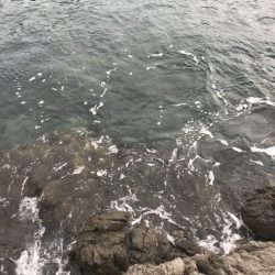 南東爆風の中エギングでなんとかキロアップのアオリイカ