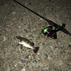 アジのなめろうが食べたくて