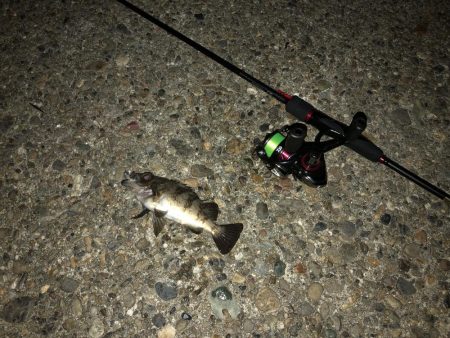 アジのなめろうが食べたくて